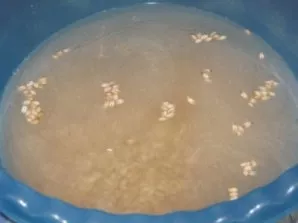 Pirmiausia perlines kruopas reikia gerai nuplauti, užpilti šaltu vandeniu ir palikti 3-4 valandoms.